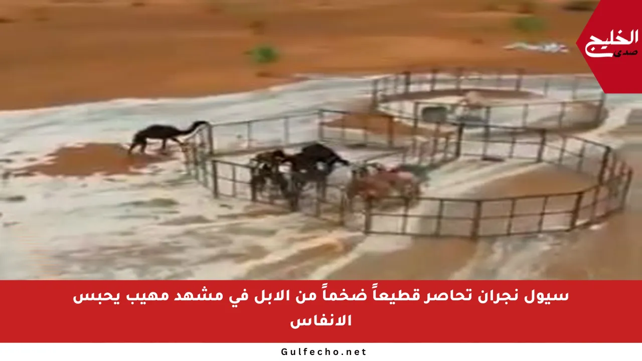 سيول نجران تحاصر قطيعاً ضخماً من الإبل في مشهد مهيب يحبس الأنفاس